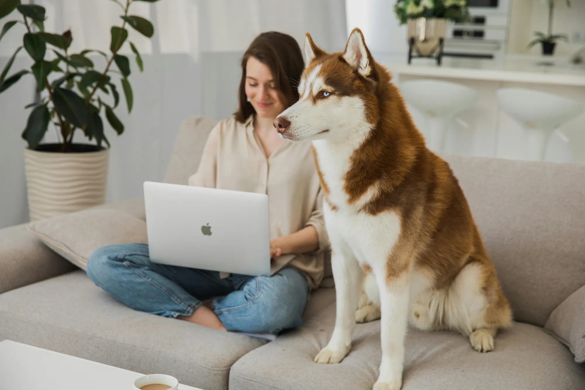 home office setting with a large dog on couch